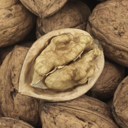 walnut 